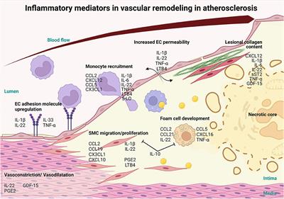 Inflammatory Mediators in Atherosclerotic Vascular Remodeling